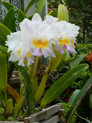 Allan Gardens Conservatory 2017 Christmas Flower Show Cattleya labiata by garden muses-not another Toronto gardening blog