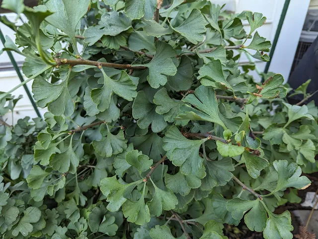 Spring Grove Ginkgo Tree - Dwarf Ginkgo