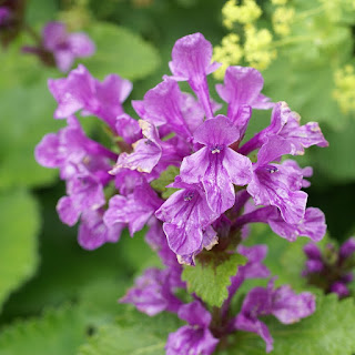 Bétoine à grandes fleurs - Grande bétoine - Stachys macrantha