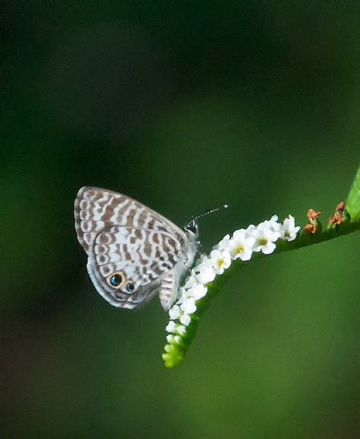 Cassius Blue (Leptotes cassius)