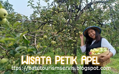 Wisata Petik Apel Tidak Boleh Di Lewatkan Di Kota Batu