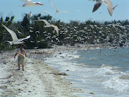 Pavilion Key, Everglades