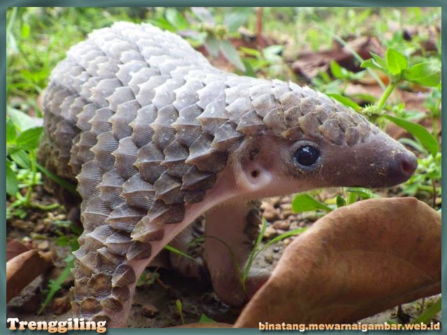  Gambar  Trenggiling  Jawa Hewan  Peliharan Sunda Pangolin 