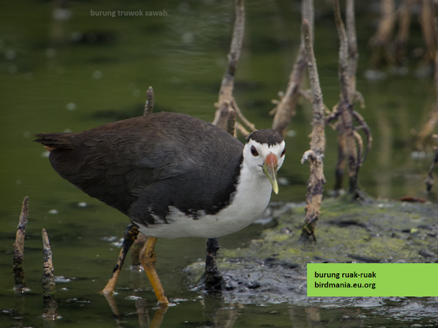 burung truwok sawah