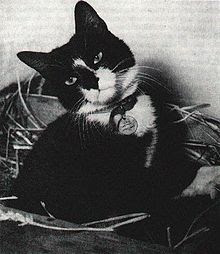 Simon si kucing pelaut