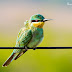 Blue-cheecked Bee-eater