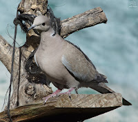 Tórtola turca (Streptopelia decaocto)