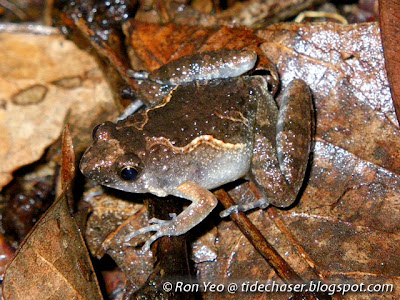 Painted Chorus Frog (Microhyla butleri)