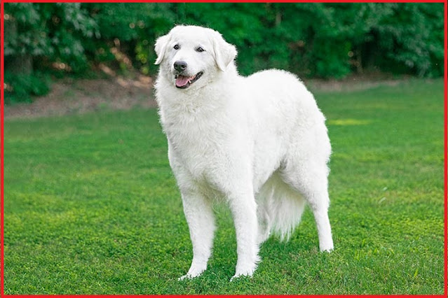 "Kuvasz Dog - Hungary's White Guardian, Exuding Majesty and Loyalty in its Striking and Regal Appearance."