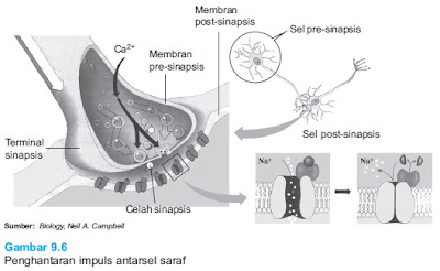 penghantaran impuls antar sel saraf