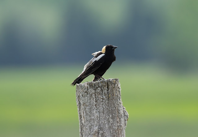 Bobolink - Fibre, Michigan, USA