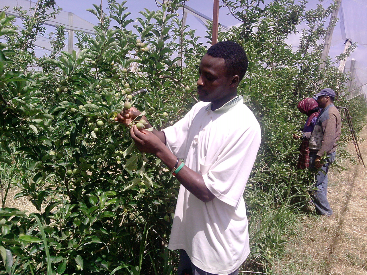 The story of Joseph Wambugu. His encounter with French and agriculture in Morocco. He is now a consultant in agribusiness in Kenya.