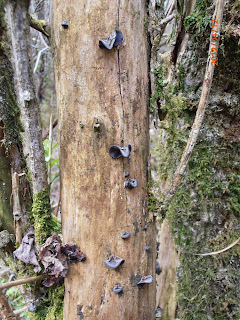 Colonization of a dead tree by the Auricularia auricula-judae