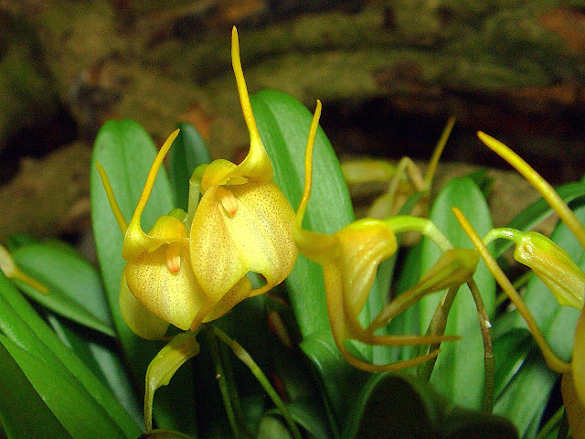 Масдеваллия обильноцветущая (Masdevallia floribunda)