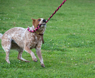 Braided fleece strong tug leash