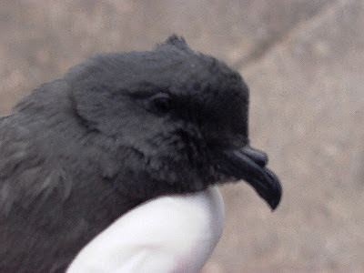 Paiño de Madeira (Oceanodroma castro)