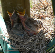 His Eye is on the Sparrow
