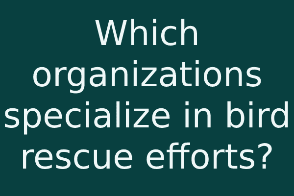 Which organizations specialize in bird rescue efforts?