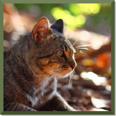  jQuery Imagefit