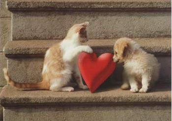 Kitten Puppy Loves | Kitten And Puppy