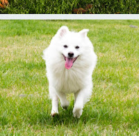The difference between a Samoyed and an American Eskimo