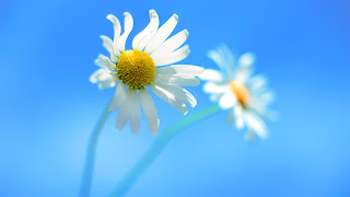 Two Flowers - Windows 8 Official HD Wallpaper 