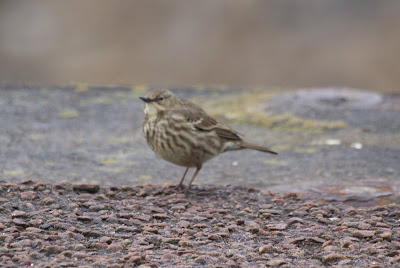 Strânpiper - Oeverpieper - Anthus petrosus