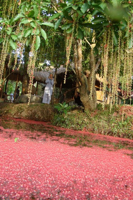 hoa-loc-vung-chua-tu-hieu-hue (16)