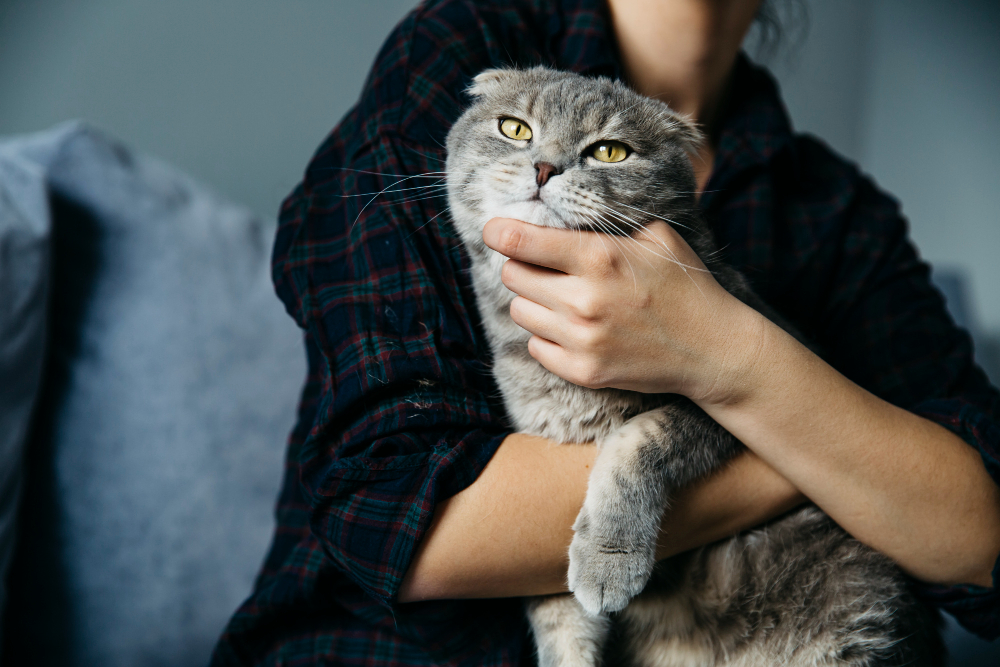 Choosing the Perfect Feline Friend: The Best Cat Breeds for Adoption