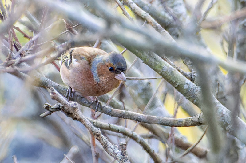 Chaffinch sitting on a branch