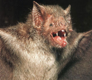 Bats as Flying Rats Unique Among Mammals.
