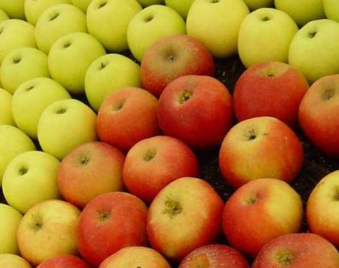 Apples may help fight colon cancer, other diseases (continuation)