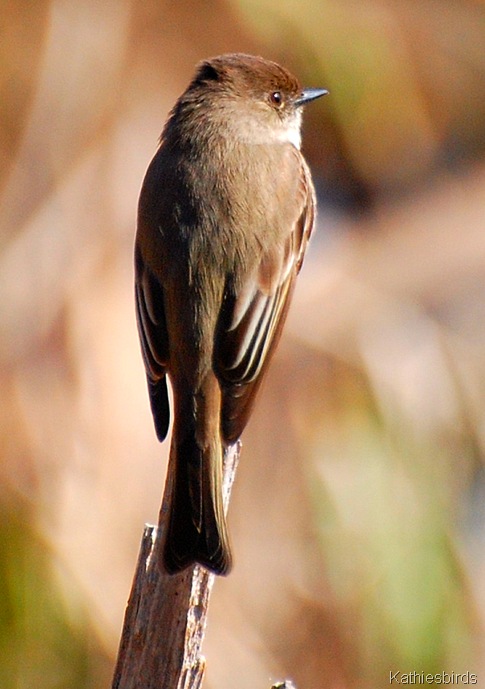 3. EAPH bog-kab