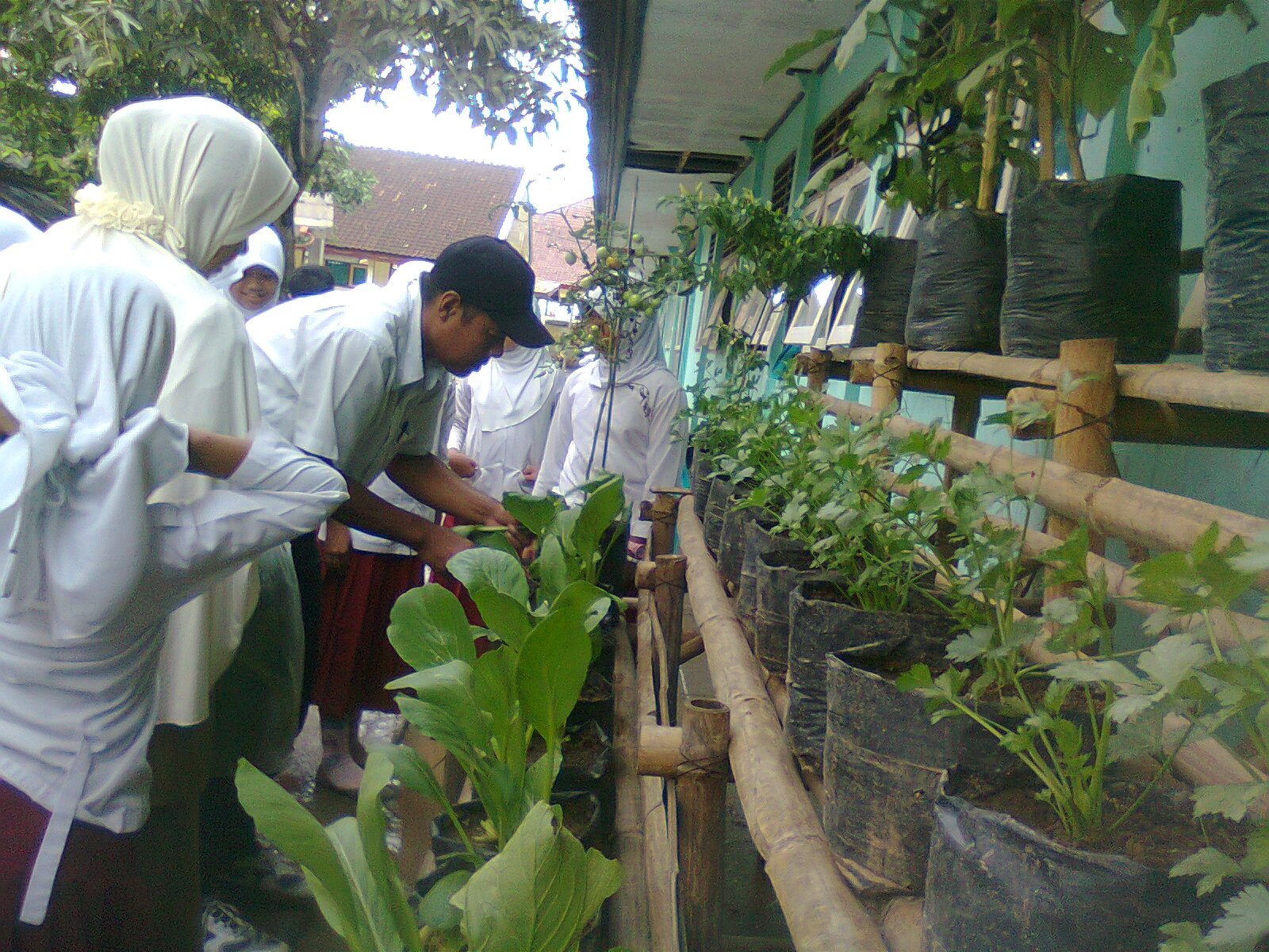 CIPTAKAN APOTEK HIDUP SEKOLAH Sdn1taliwang