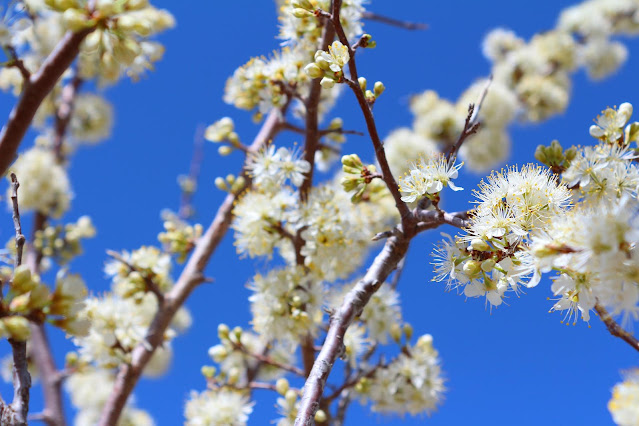 Sweet Plum Blossoms, Living From Glory To Glory Blog...