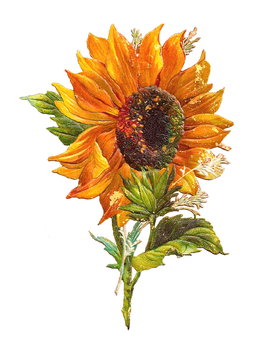 Antique Images Free Flower  Graphic Sunflower Clip  Art  of 