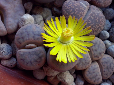 lithops