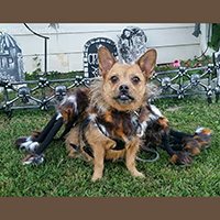 Pet Krewe Halloween Dog Spider Costume Review