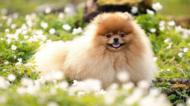 Pomeranian