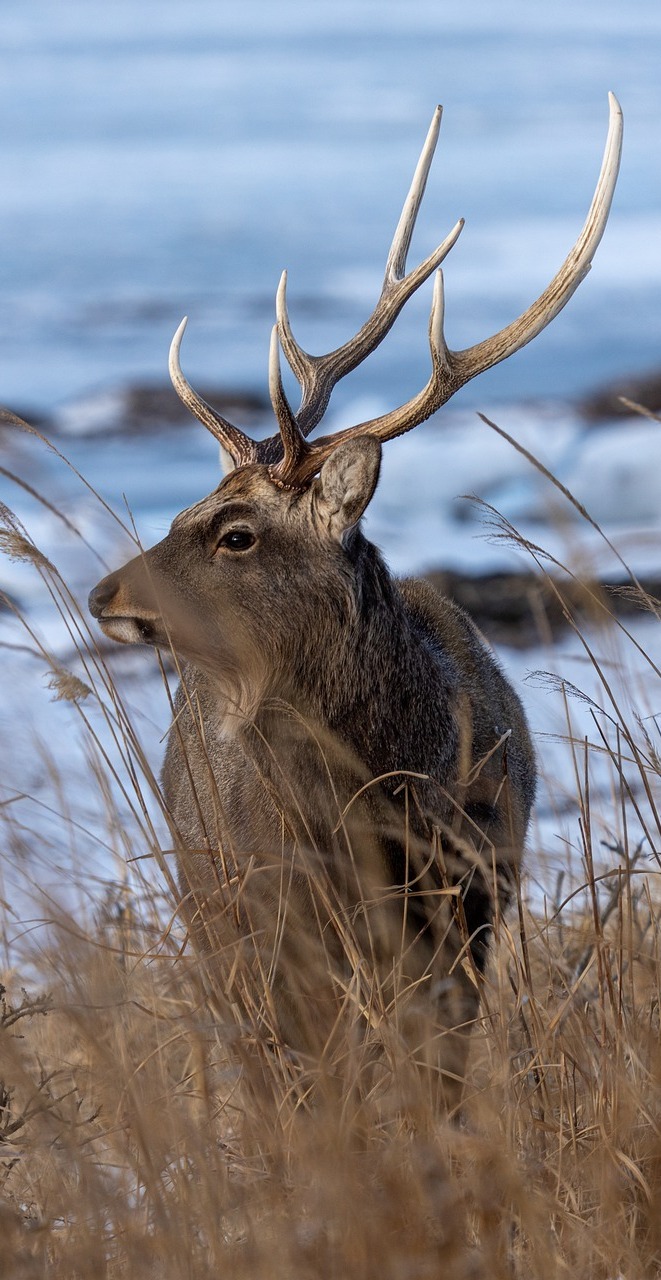 Majestic deer.