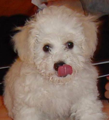 The dog in world: Bichon Frise dogs