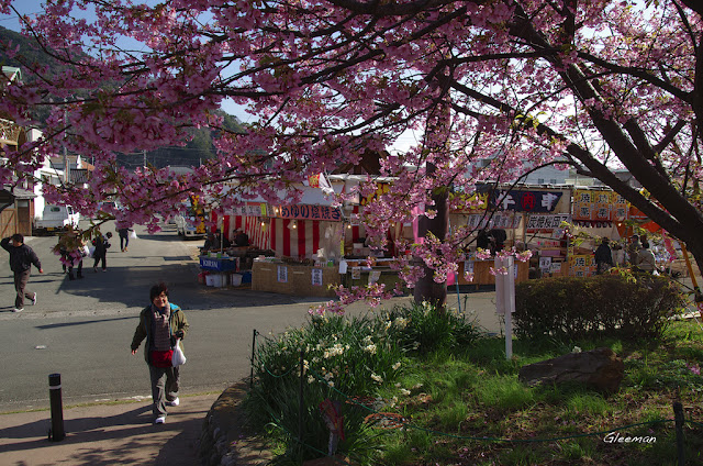 伊豆・河津櫻祭，