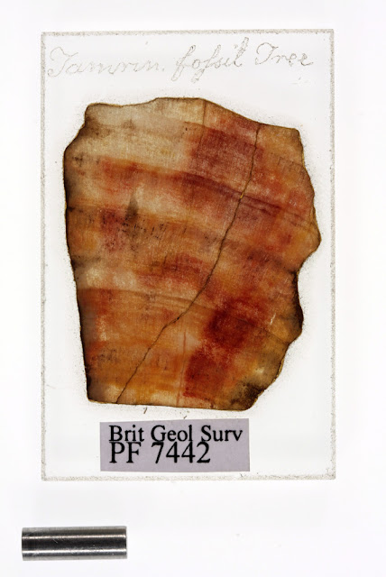 Tampin fossil tree; Microscope slide from the Sir Joseph D. Hooker Collection, BGS.  This slide is of piece of fossil wood from Tasmania collected by Hooker in 1840. The Expedition leader, James Clark Ross recorded that the fossil trees were found encased in ancient lava flows and were preserved as 'most beautiful agate'. Age: Tertiary Period, 40 million years old.