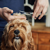 Regular Dog Grooming Has Health Benefits