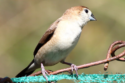"Indian Silverbill - Euodice malabarica, perched on a fence."