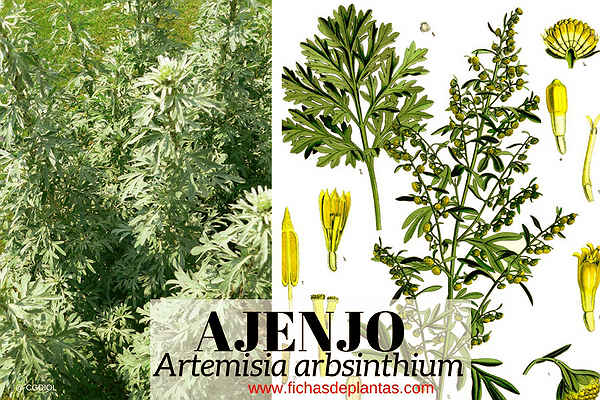 Ajenjo Artemisia Arbsinthium Descripcion Y Propiedades
