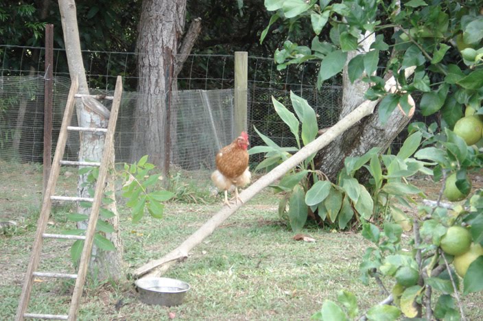 Simple Living Series - Let's talk chooks, part 2