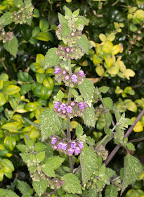 Black Horehound, Ballota nigra.  Downe, 27 June 2015.