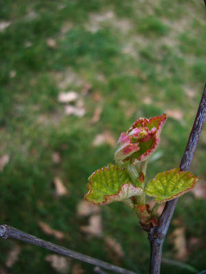 Premières feuilles de vigne