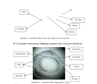 LAPORAN PRAKTIKUM MIKROTEKNIK TUMBUHAN,PREPARAT MELINTANG BATANG TUMBUHAN MONOKOTIL DAN DIKOTIL